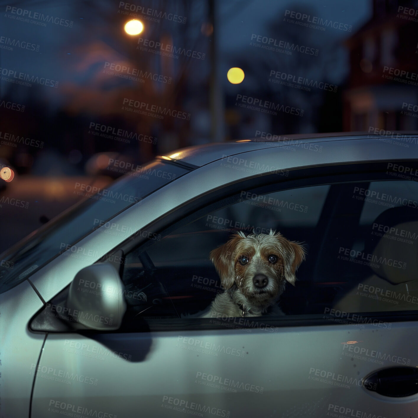 Buy stock photo Portrait, dog or car in pet care, vet or animal cruelty as puppy eyes, guilt or welfare at night. Terrier, window or sad to give up, adoption or separation anxiety in private vehicle in New York