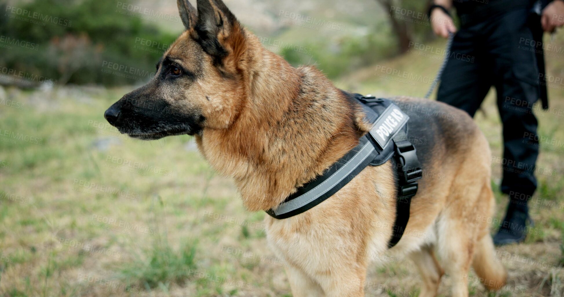 Buy stock photo Police man, dogs and at crime scene on field, first responder and law enforcement for investigation in k9 unit. Emergency response, canine search and rescue and sniffer dog for human scent or drugs