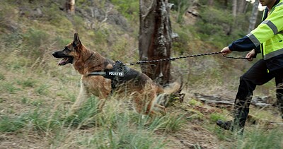 Dog, police officer and man on walk for service in training, search and rescue with scent tracking. German shepherd, animal and government agent on grass for safety, security and learning in woods
