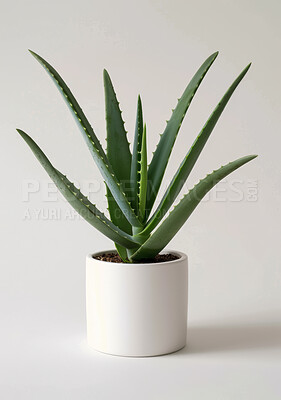 Nature, aloe and succulent with studio, pot and green growth for decoration. Plant, leaf and sustainable development for eco friendly gardening, carbon capture and hope isolated on white background