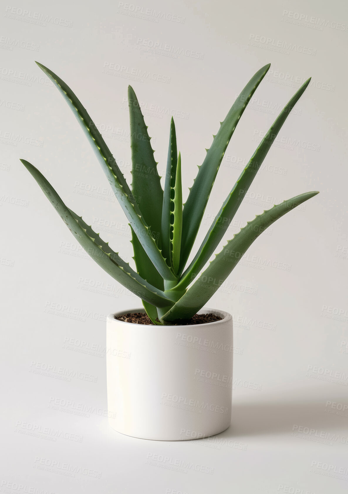 Buy stock photo Nature, aloe and succulent with studio, pot and green growth for decoration. Plant, leaf and sustainable development for eco friendly gardening, carbon capture and hope isolated on white background