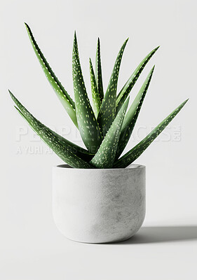 Buy stock photo House, plant and aloe leaf in studio, decorative and foliage or horticulture. Growth, eco friendly and environment greenery for indoor nature and botany in home, white background or succulent garden
