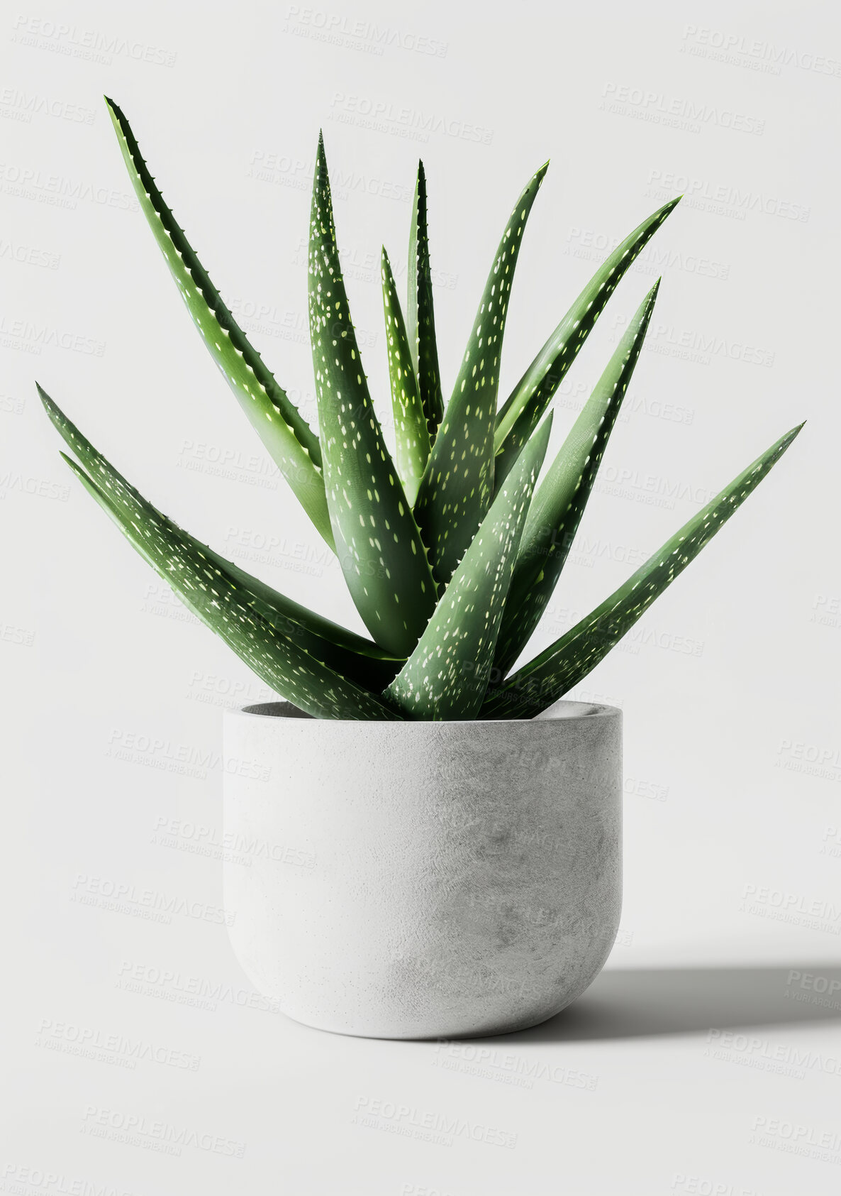 Buy stock photo House, plant and aloe leaf in studio, decorative and foliage or horticulture. Growth, eco friendly and environment greenery for indoor nature and botany in home, white background or succulent garden
