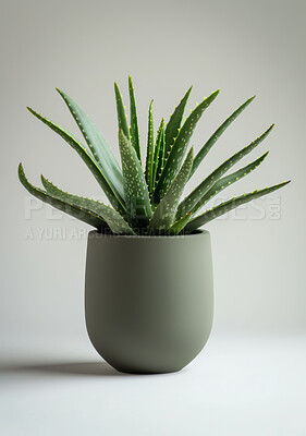 Nature, plant and aloe with studio, pot and green growth for decoration. Succulent, leaf and sustainable development for eco friendly gardening, carbon capture and hope isolated on white background