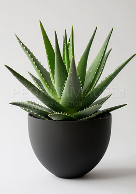 Aloe, plant and succulent with studio, pot and green growth for decoration. Nature, leaf and sustainable development for eco friendly gardening, carbon capture and hope isolated on white background