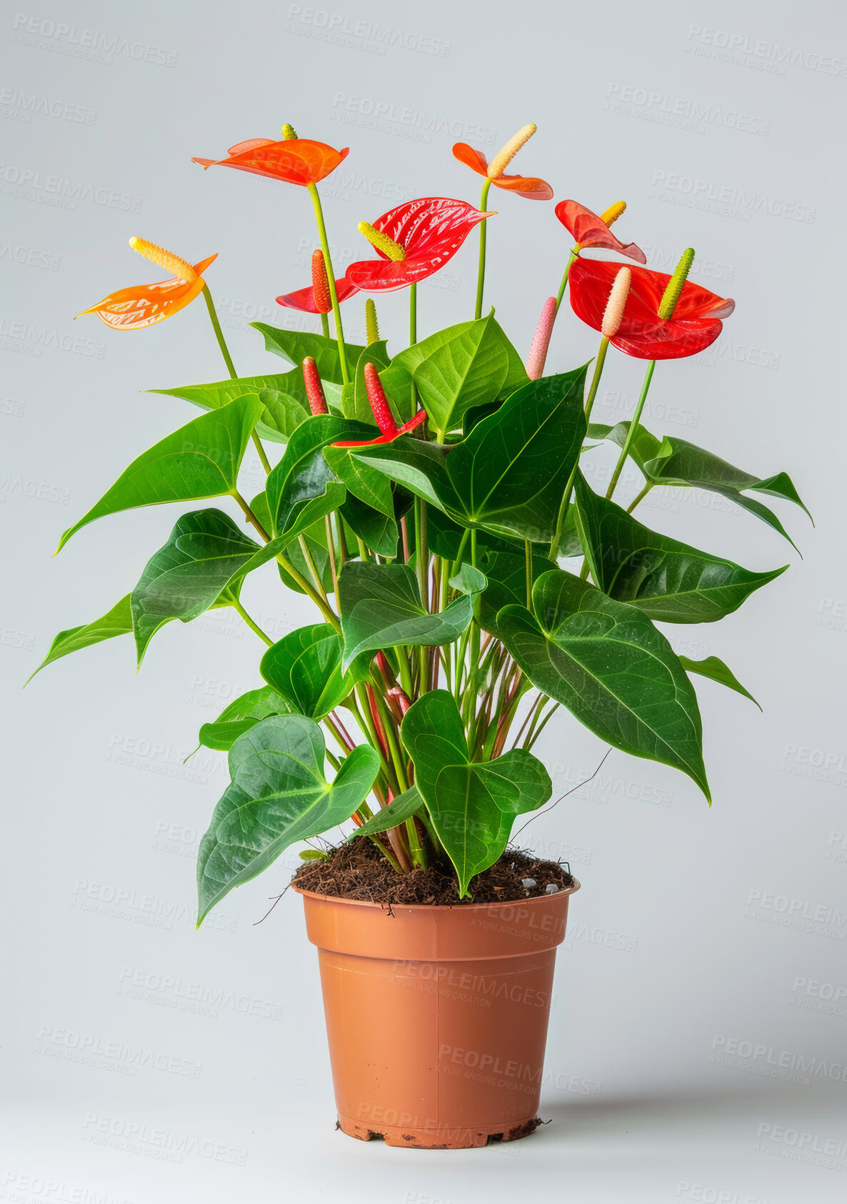 Buy stock photo Anthurium, leaves and gardening a plant with flowers in house with tropical nature decoration. Spring, growth and care for houseplant from rainforest with colorful foliage in white background of home