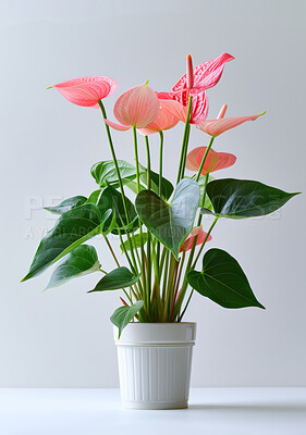 Anthurium, flowers and gardening a tropical plant in pot with nature in house for decoration. Spring, growth and care for houseplant from rainforest with colorful leaves in white background of home