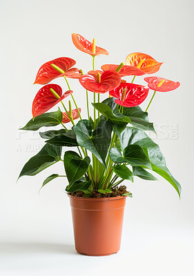 Tropical, flowers and gardening a plant in house with nature and leaves in pot for decoration. Spring, growth and evergreen foliage from rainforest with colorful blossom in white background of home