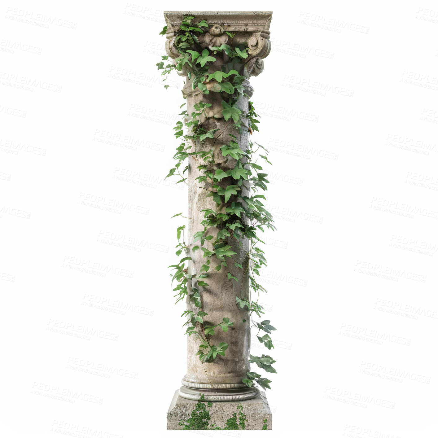 Buy stock photo Pillar, vines and greek columns in nature on studio ecology for growing plants, agriculture or white background. Ivy creeper, roman architecture or garden foliage as leaves, mockup space or design