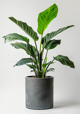 House, plant and stem with leaf in studio, decorative and foliage or horticulture. Growth, eco friendly and environment greenery for indoor nature and botany in home, white background for garden
