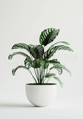 Buy stock photo Pot plant, nature and decoration with flora and interior design on white studio background. Spring and flower with growth or environment with leaves, design and zen with creativity or sustainability