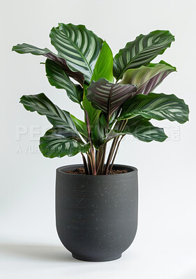 House, plant and succulent leafs in studio, decorative and foliage or horticulture. Growth, eco friendly and environment greenery for indoor nature and botany in home, white background for garden