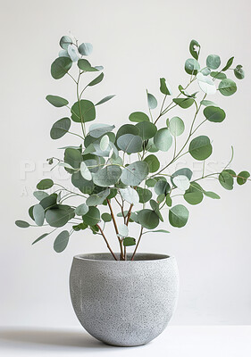 Leaves, planter or decor in modern, environment or home as spring ecology on white background. Eucalyptus, stone or pot plant as natural, growth or environmental sustainability by carbon capture