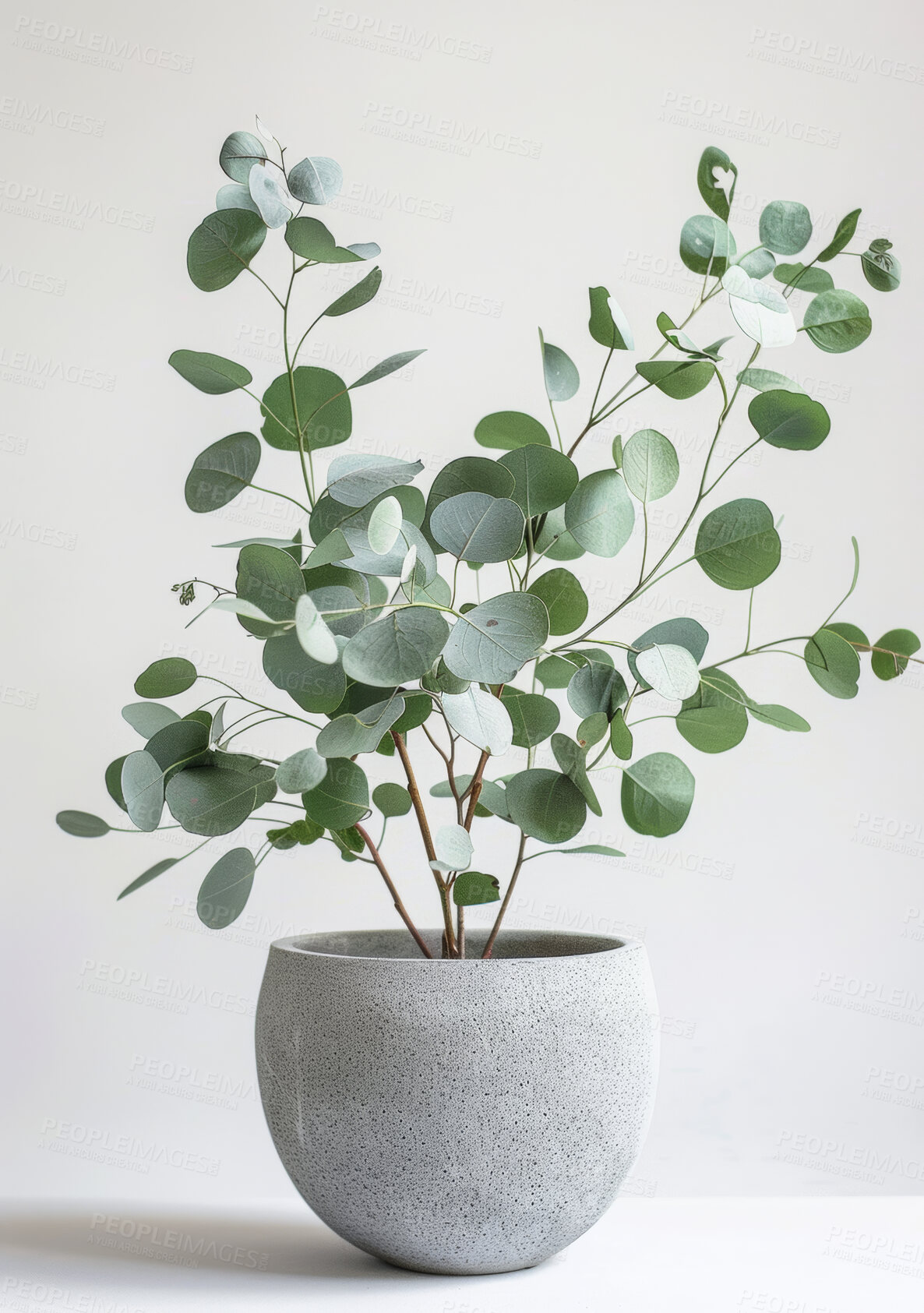 Buy stock photo Leaves, planter or decor in modern, environment or home as spring ecology on white background. Eucalyptus, stone or pot plant as natural, growth or environmental sustainability by carbon capture