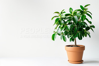 Ficus, tree and growth of plant in home on white background with tropical evergreen nature as decor. Houseplant, leaves and gardening natural bush in pot container for decoration in mock up space