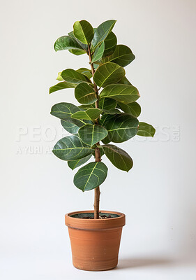 Fig, tree and growth of plant in home on white background and gardening with nature for decor. Houseplant, leaves and planting natural bush in pot container for botanical decoration in mock up space