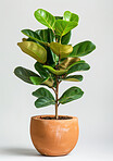 Ficus, plant and growth of tree in home on white background with tropical leaves or nature as decor. Houseplant, gardening and natural evergreen bush in pot container for decoration in mock up space