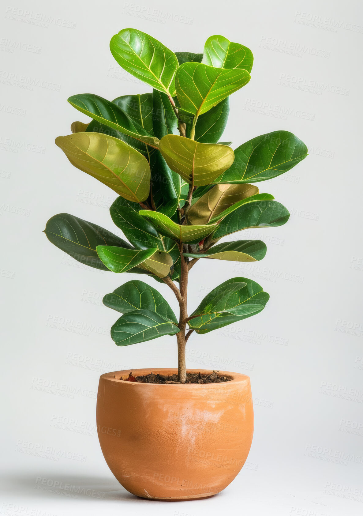 Buy stock photo Ficus, plant and growth of tree in home on white background with tropical leaves or nature as decor. Houseplant, gardening and natural evergreen bush in pot container for decoration in mock up space