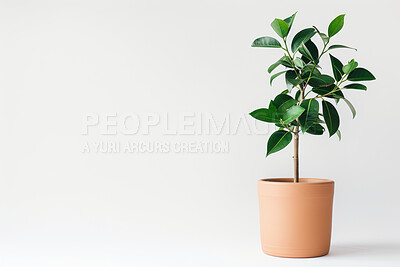 Ficus, tree and growth of plant in home on white background with tropical evergreen leaves as decor. Houseplant, nature and gardening natural bush in pot for botanical decoration in mock up space