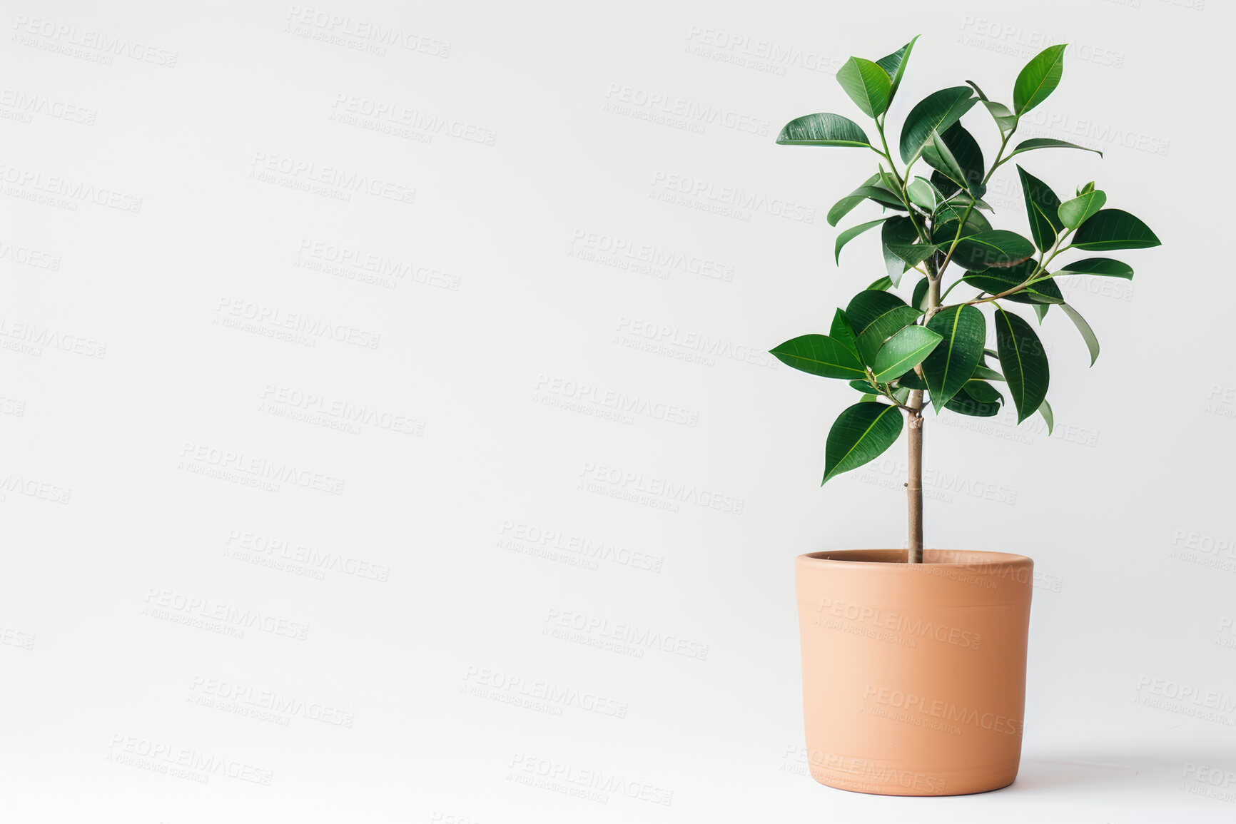 Buy stock photo Ficus, tree and growth of plant in home on white background with tropical evergreen leaves as decor. Houseplant, nature and gardening natural bush in pot for botanical decoration in mock up space