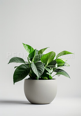 Plant, pot and leaves in interior of studio with mockup space isolated on white background. Natural, tropical houseplant and green vegetation for growth, decoration and sustainability for ecology