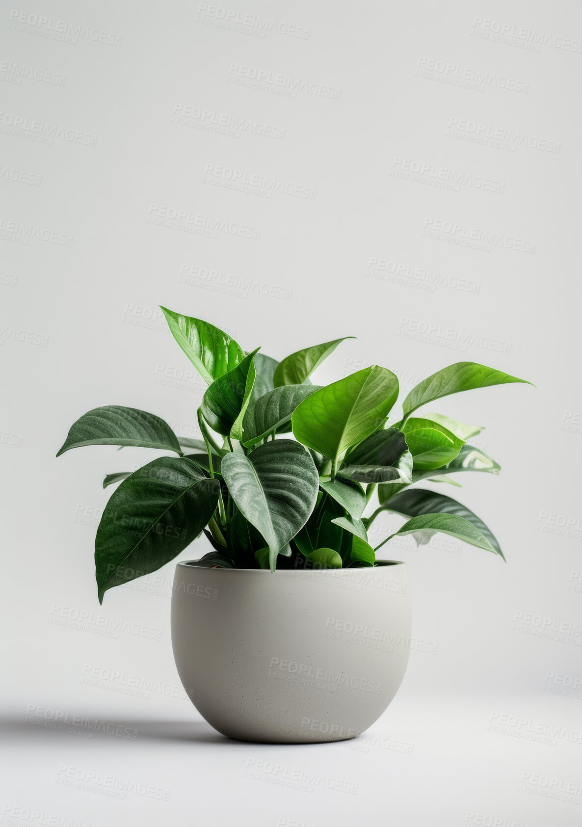 Buy stock photo Plant, pot and leaves in interior of studio with mockup space isolated on white background. Natural, tropical houseplant and green vegetation for growth, decoration and sustainability for ecology