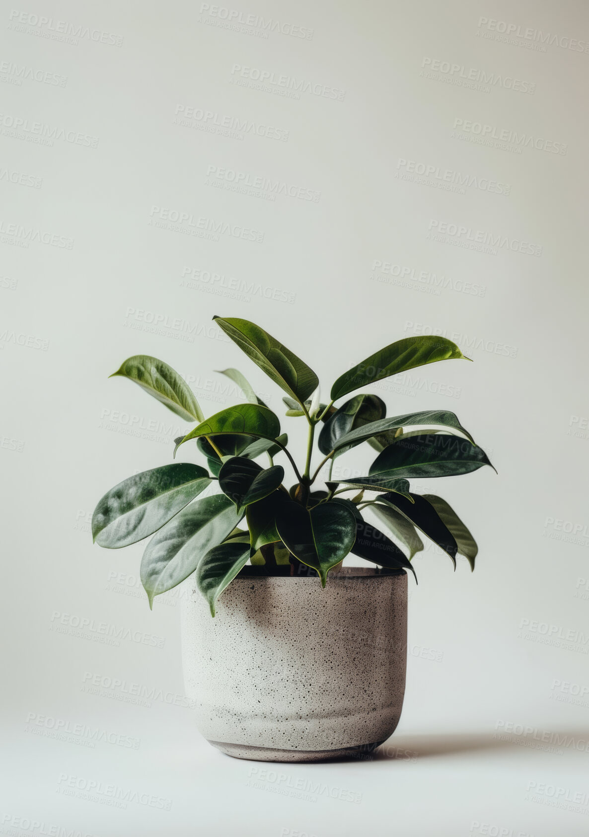 Buy stock photo Tropical, plant and green leaf in gray pot with rubber fig for home decor and clean environment. Fora, nature and eco friendly sustainable growth for ecology and floral decorations on white backdrop