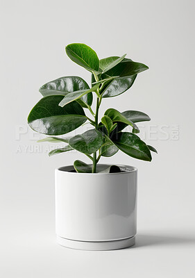 Home, decor and plant in ornament at studio in isolated white background for nature and house interior. Flowerpot, leaf and fresh for ecology or botanical design, flora and flower for environment.