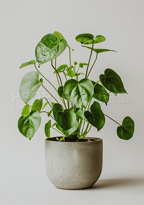 Green plant, pot and leaves in interior of studio with texture or pattern isolated on white background. Natural, tropical houseplant or vegetation for growth, decoration or sustainability for ecology
