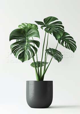 Pot plant, nature and decoration with leaves or interior design on white studio background. Monstera trees or flower with growth or environment with feng shui or zen with creativity or sustainability