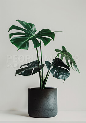 Pot plant, nature and decoration with monstera and interior design on white studio background. Flora and agriculture with growth or environment with leaves and zen with sustainability and feng shui