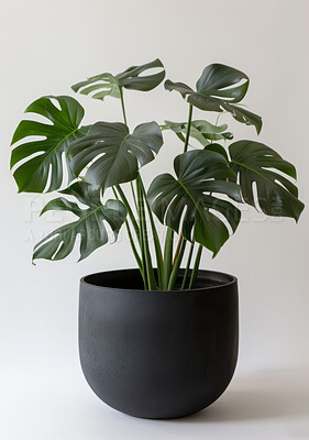 Pot plant, nature and decoration with spring and interior design on white studio background. Monstera trees and flower with growth or environment with leaves and zen with creativity or sustainability