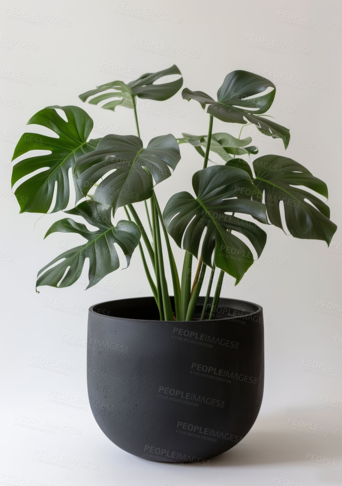 Buy stock photo Pot plant, nature and decoration with spring and interior design on white studio background. Monstera trees and flower with growth or environment with leaves and zen with creativity or sustainability