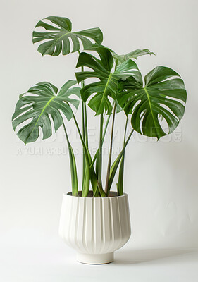 Pot plant, nature and decoration with sustainability and growth on white studio background. Monstera trees and flower with sustainability or environment with leaves or zen with design or mockup space