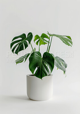 Pot plant, nature and leaves with spring and interior design on white studio background. Monstera trees and flower with growth and environment with feng shui and zen with flora and sustainability