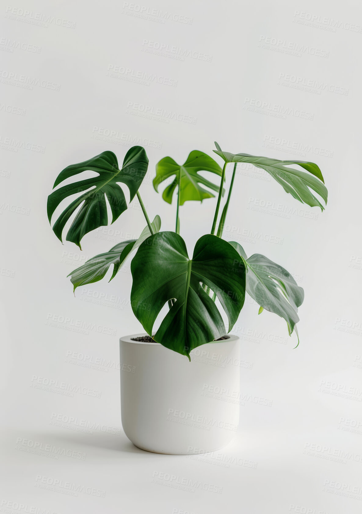 Buy stock photo Pot plant, nature and leaves with spring and interior design on white studio background. Monstera trees and flower with growth and environment with feng shui and zen with flora and sustainability