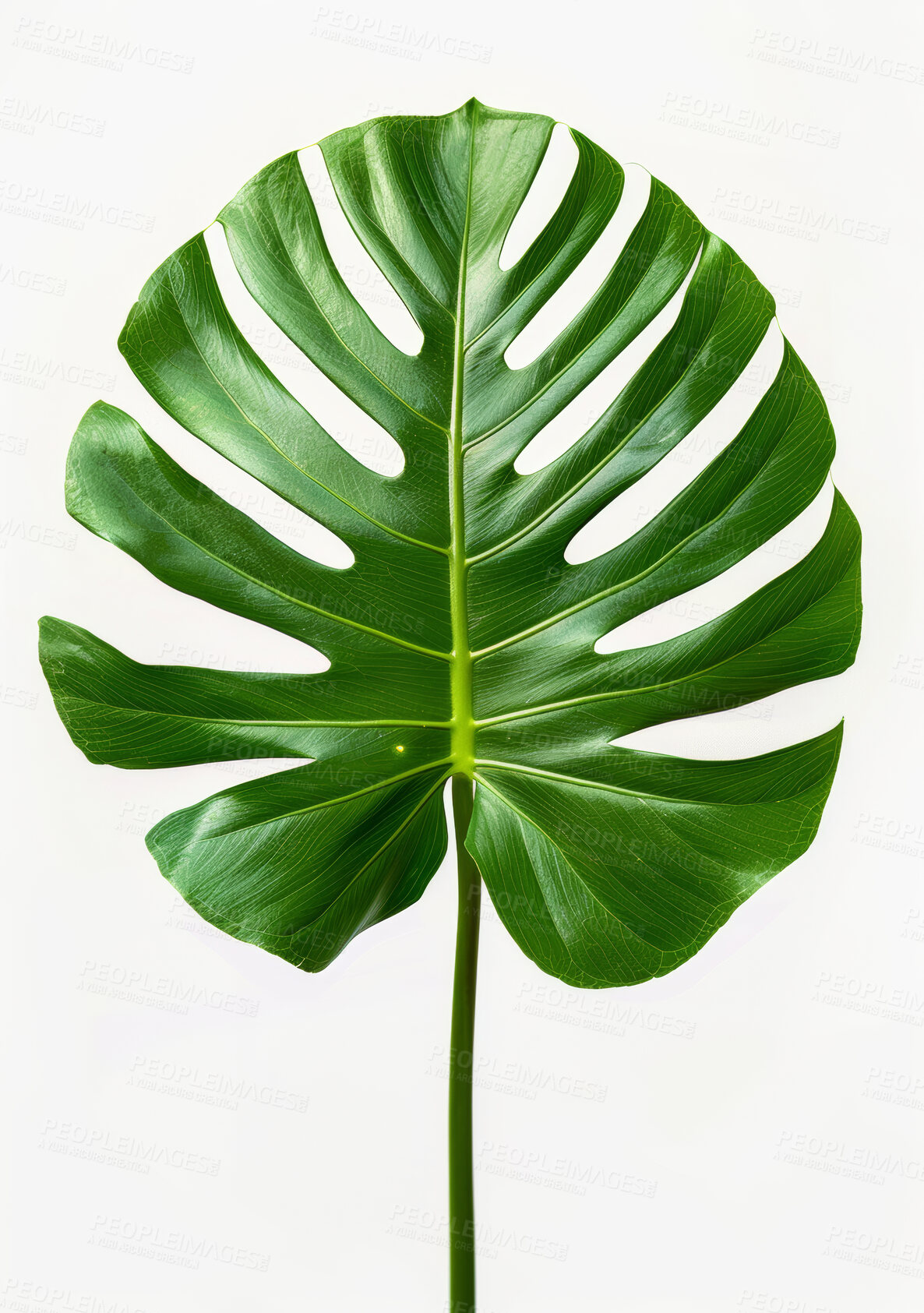 Buy stock photo Tropical, leaf and white background with palm plant for sustainability, botany and natural ecology. Green, nature and monstera for earth day with ecosystem, environment and eco friendly growth