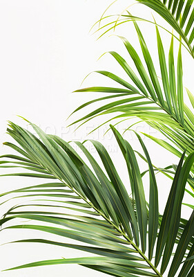 White background, palm and leafs of plant for nature or sustainability, beauty and greenery for summer or relaxing atmosphere. Ecology, tropical leaves and foliage for ecosystem or environment.