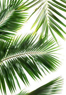 White background, ecology and leaves of plant for nature or sustainability, beauty and greenery for summer or relaxing atmosphere. Tropical, palm leafs and foliage for ecosystem or environment.
