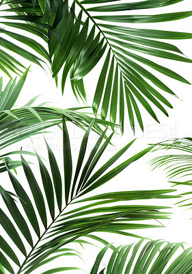 White background, ecology and leafs of plant for nature or sustainability, beauty and greenery for summer or relaxing atmosphere. Tropical, palm leaves and foliage for ecosystem or environment.