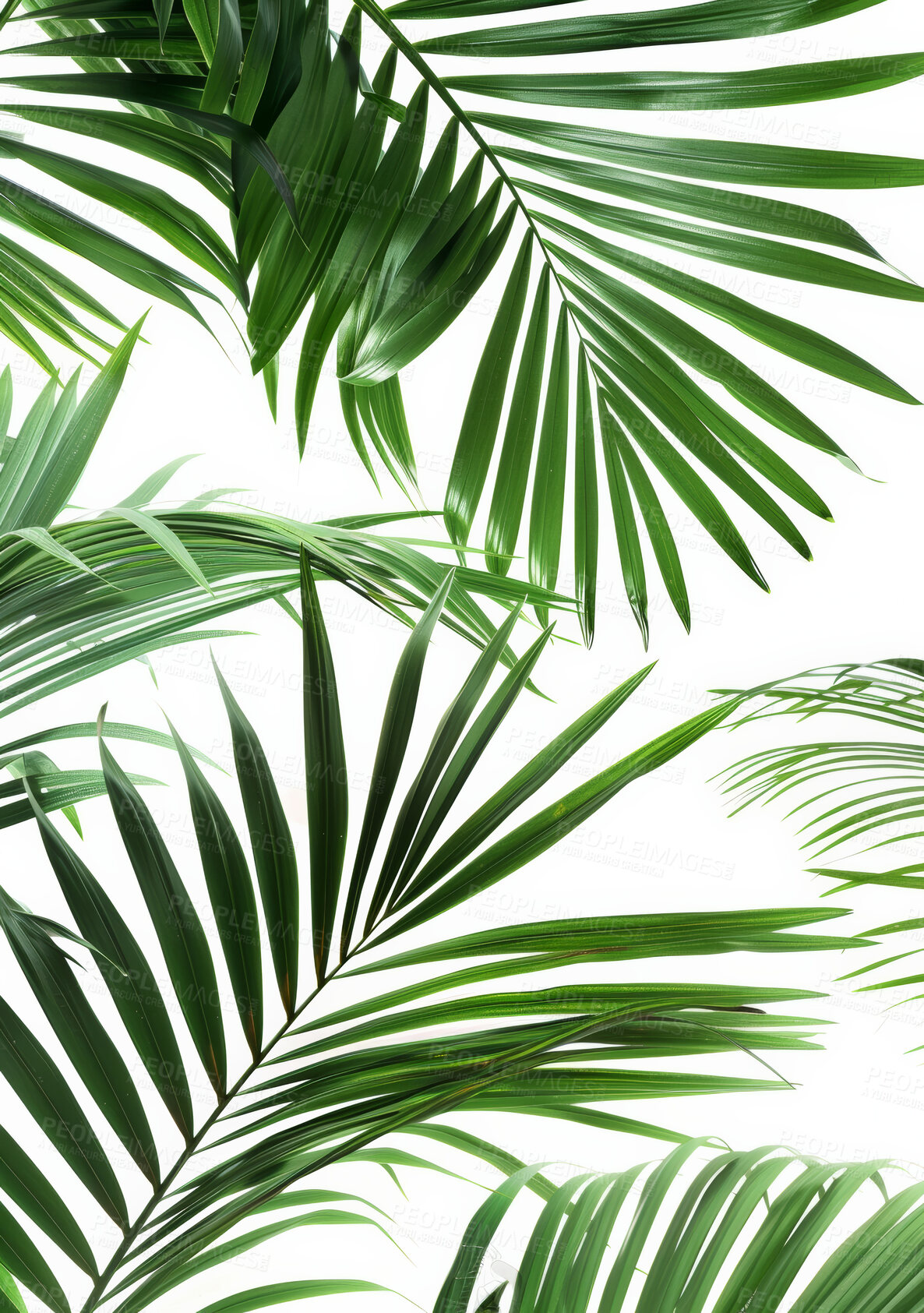 Buy stock photo White background, ecology and leafs of plant for nature or sustainability, beauty and greenery for summer or relaxing atmosphere. Tropical, palm leaves and foliage for ecosystem or environment.