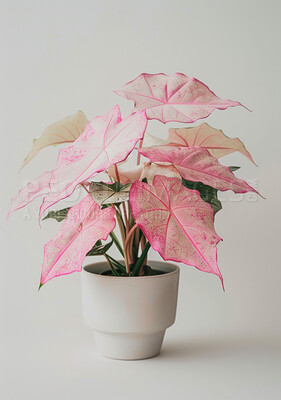 Plant, green and pink leaves for home decor, sustainability and environment or growth. Flowers, texture and caladium leaf with gray background for interior design, garden and ecology or nature