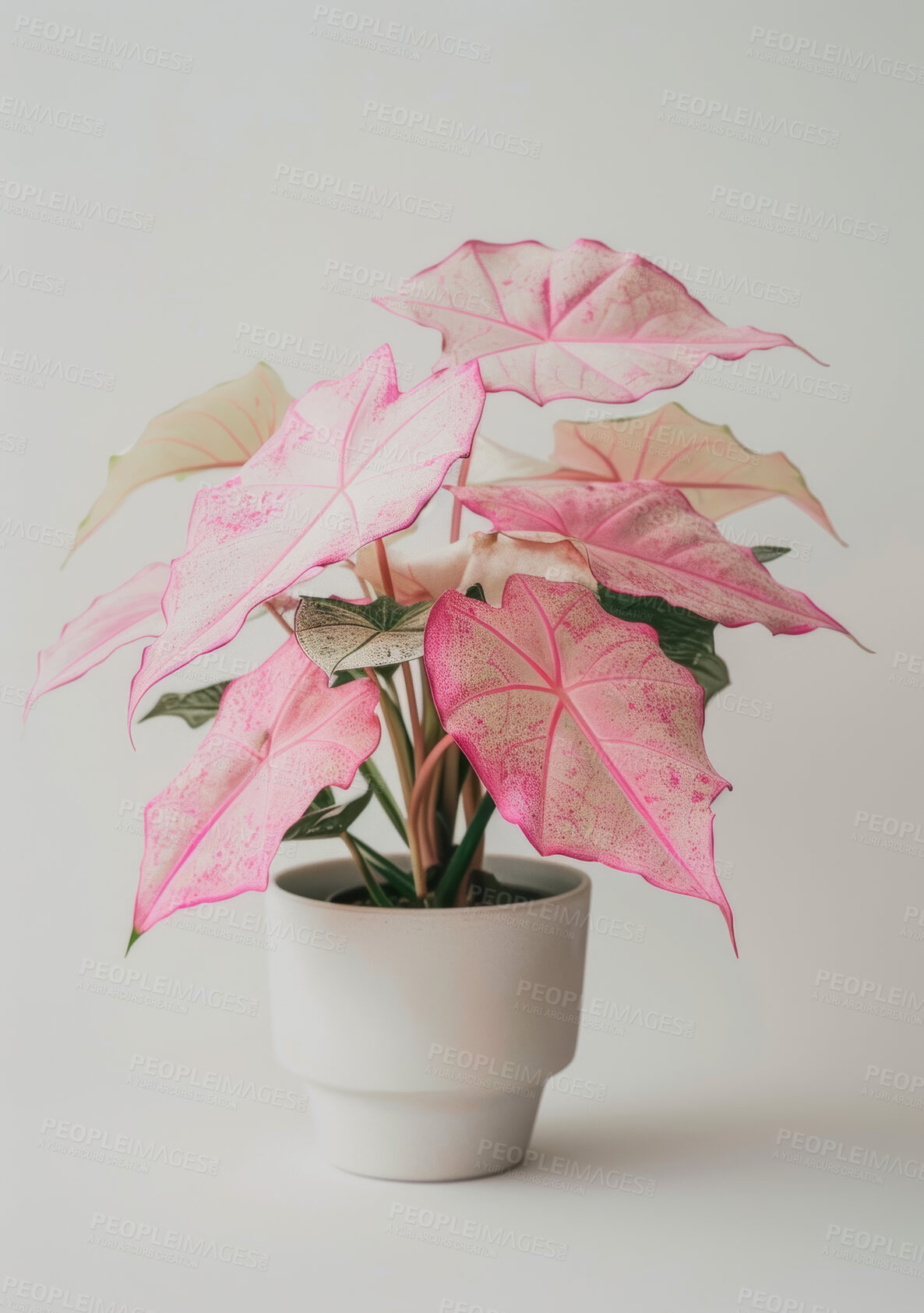 Buy stock photo Plant, green and pink leaves for home decor, sustainability and environment or growth. Flowers, texture and caladium leaf with gray background for interior design, garden and ecology or nature