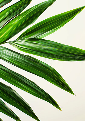 Green plant, palm and leaf in studio with texture or pattern isolated on a white background. Natural, closeup and cycadaceae for growth of tropical vegetation, ecology or sustainability on a backdrop