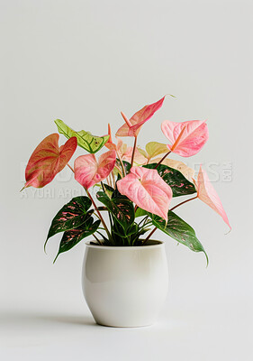 Plants, green and pink leaves for home decor, sustainability and environment or growth. Flowers, texture and caladium leaf with gray background for interior design, garden and ecology or nature