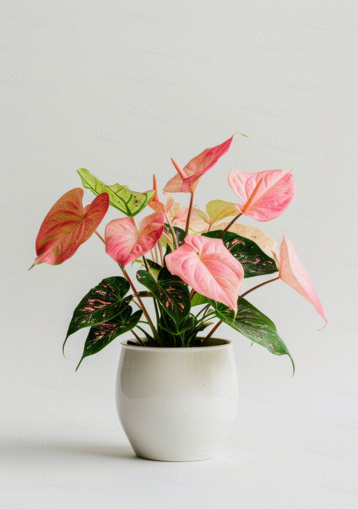 Buy stock photo Plants, green and pink leaves for home decor, sustainability and environment or growth. Flowers, texture and caladium leaf with gray background for interior design, garden and ecology or nature