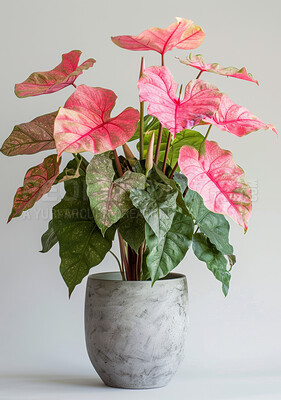 Plant, green and pink leaf for home decor, sustainability and environment or growth. Flowers, soil and heart of Jesus leaves with gray background for interior design, garden and ecology or nature