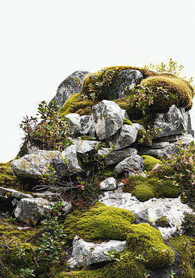 Rock, nature and green, plants and moss, texture and earth, grass and biology, stone and flowers. Forest, leaves and growth, sustainability and ecology, environmental and ecosystem or garden in woods