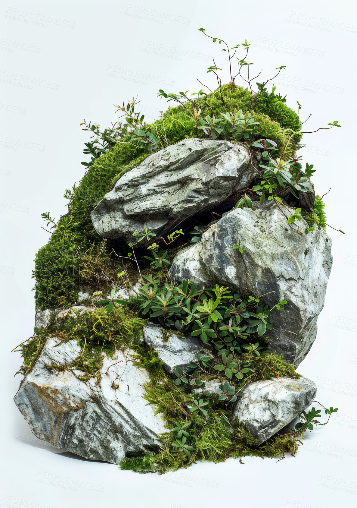 Buy stock photo Rock, nature and green, plants and studio, texture and earth, grass and biology, stone and moss. Blue background, leaves and growth, sustainability and ecology, environmental and ecosystem or closeup