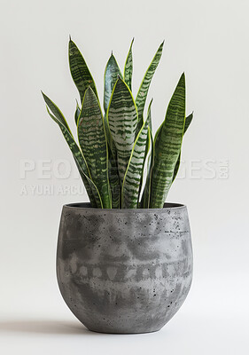 Nature, plant and botany with studio, pot and green growth for decoration. Succulent, leaf and sustainable development for eco friendly gardening, carbon capture and hope isolated on white background